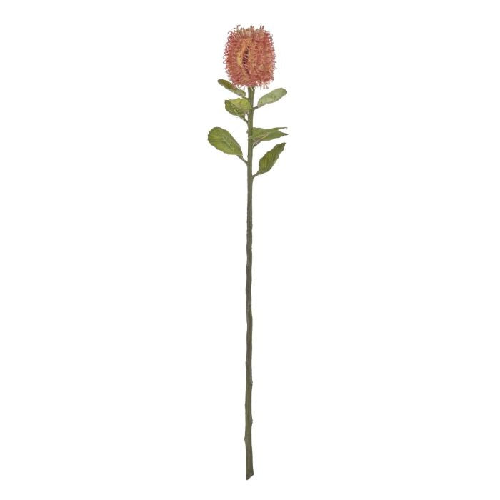 Rogue Grand Banksia Stem 60x12x12cm