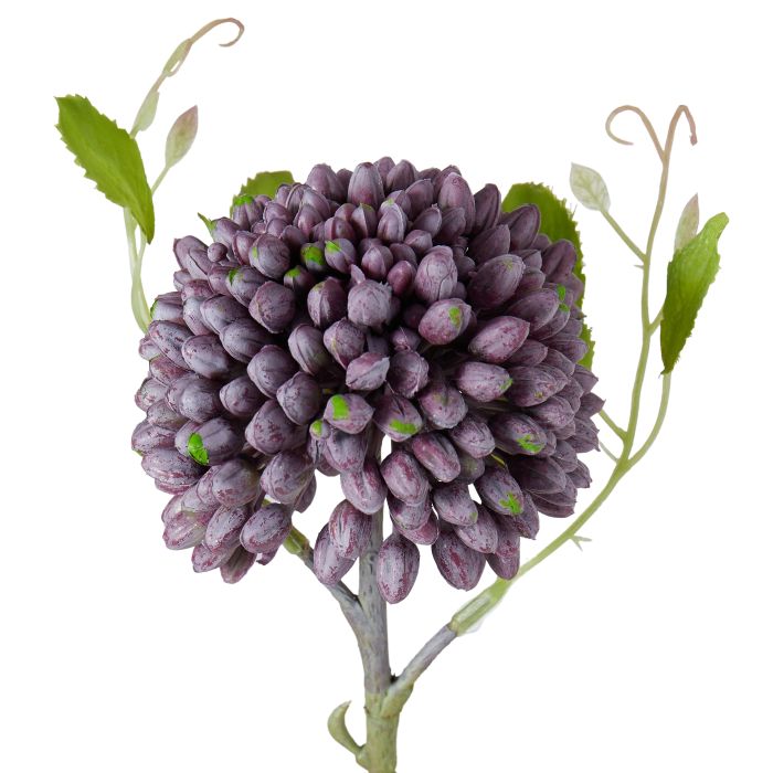 Rogue Sedum Stem - Purple