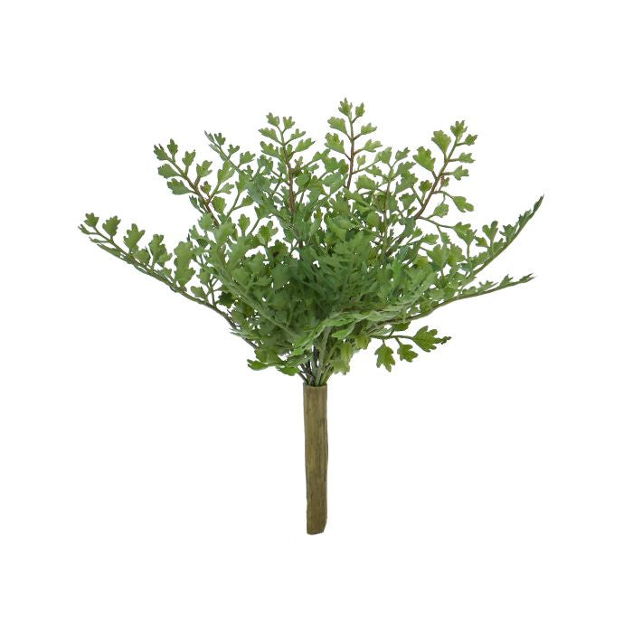 Rogue Maiden Hair Fern