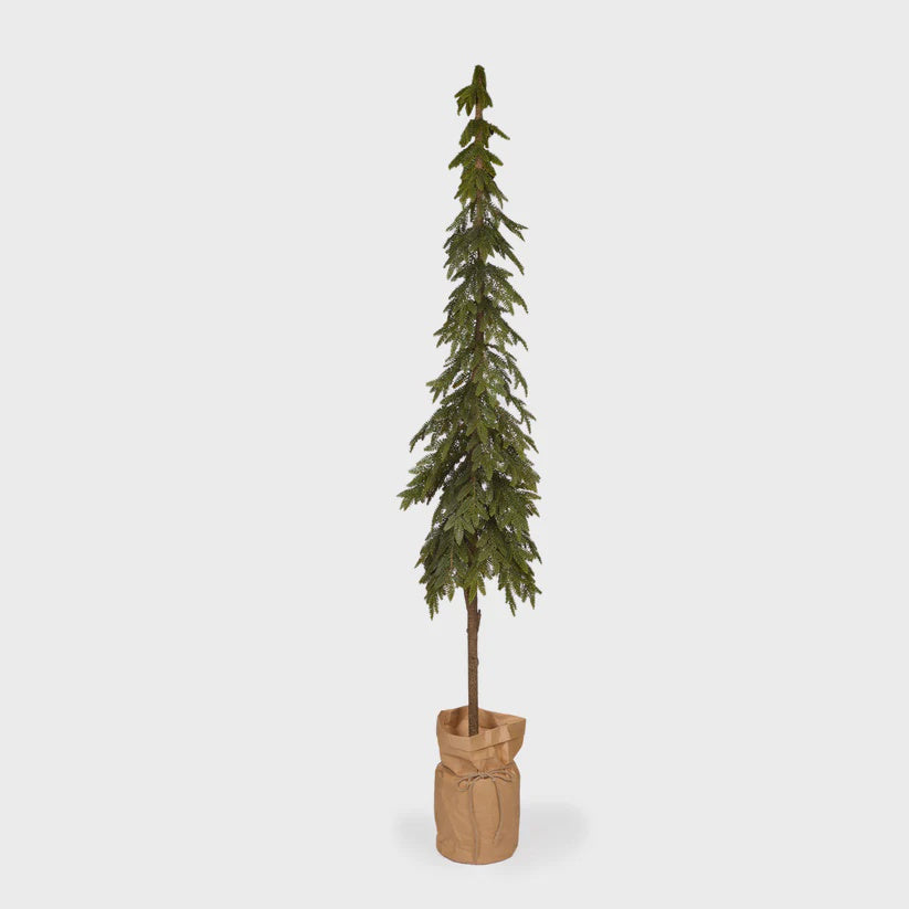 Holly & Ivy Potted Nordic Pine Tree 206 CM