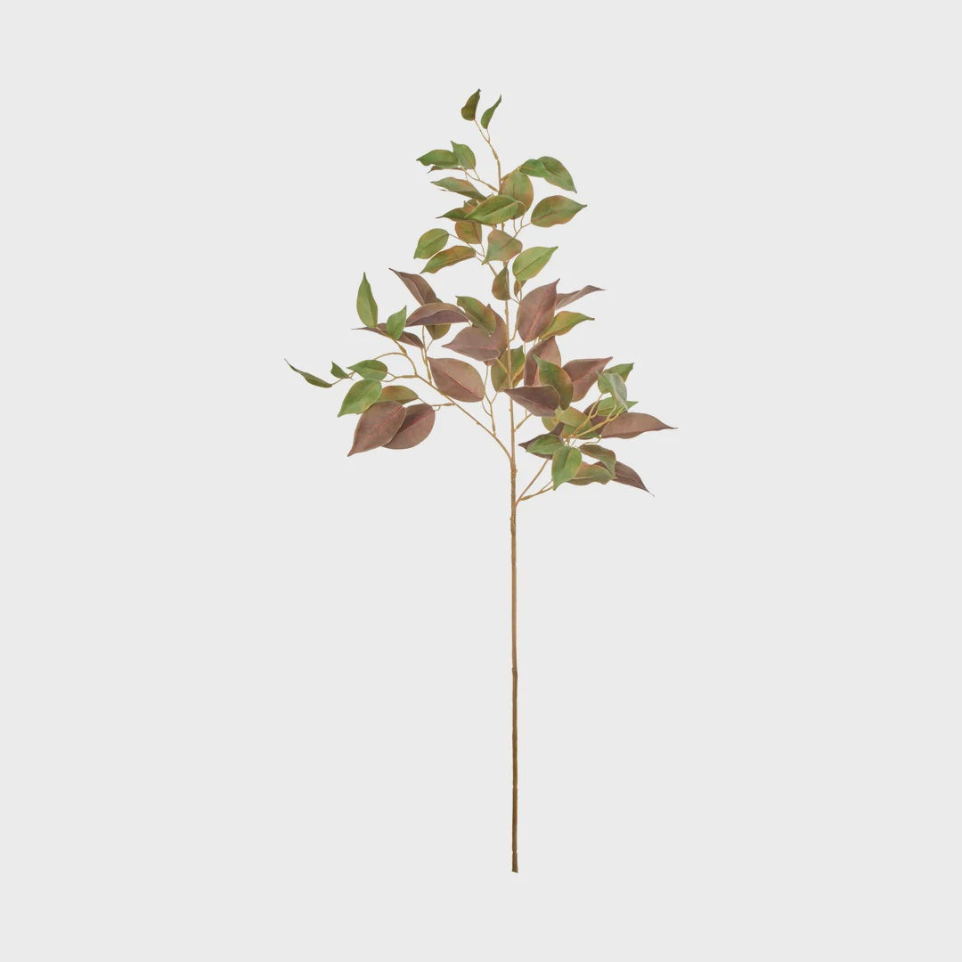 Rogue Ficus Spray - Green/Red