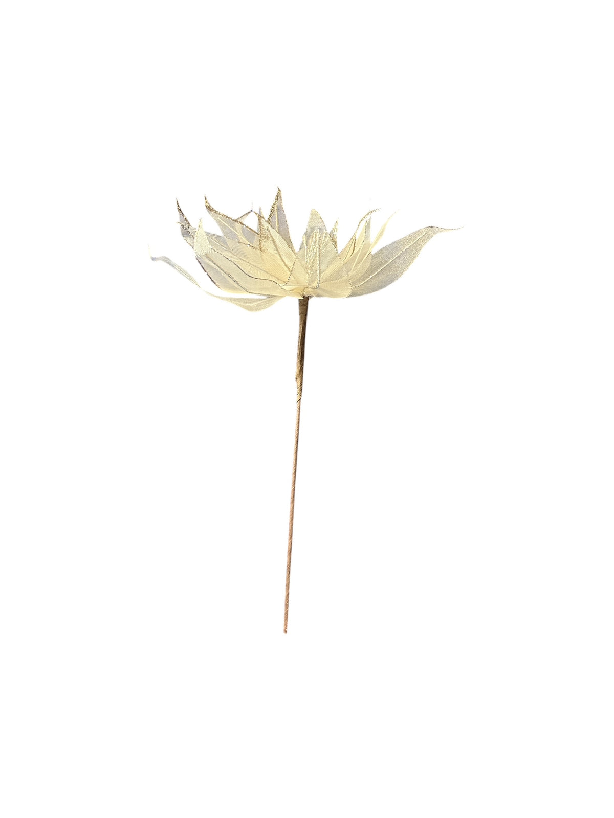 Gala Sparkle Poinsettia - Gold