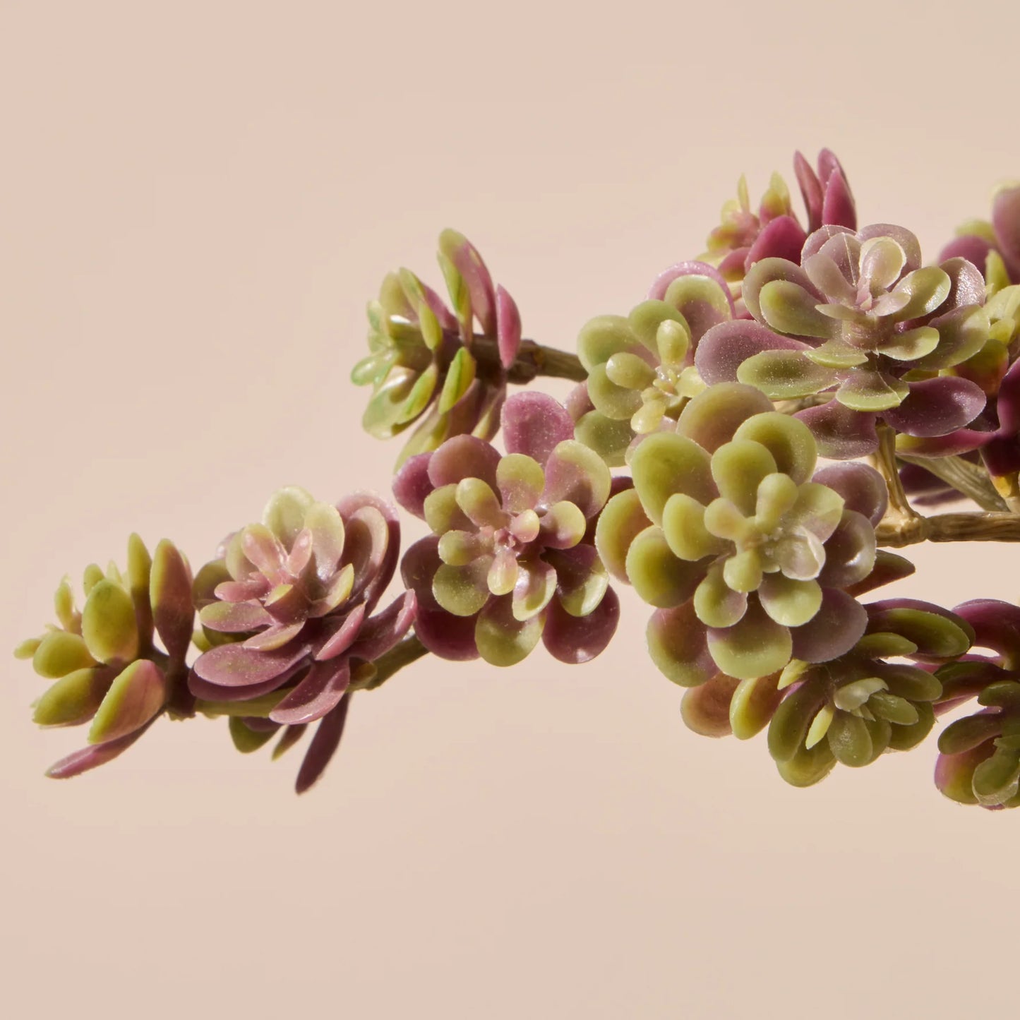 Rogue Mini Houseleek Spray - Burgandy