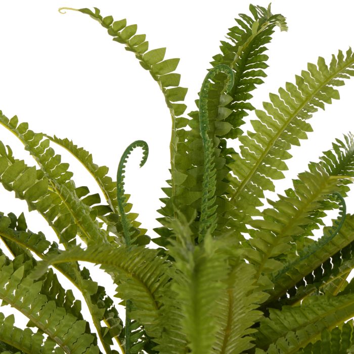 Rogue Boston Wall Fern