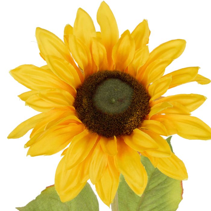 Rogue Sunflower Stem