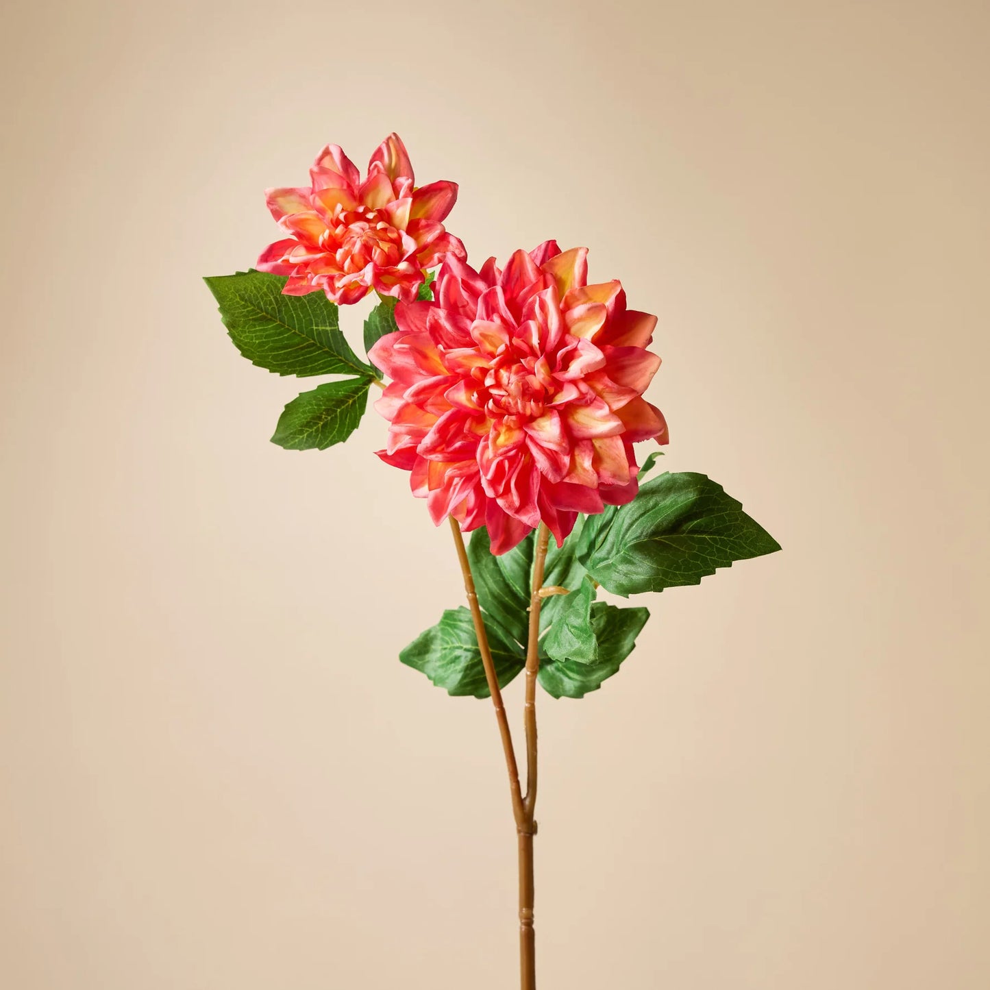 Rogue Dahlia Bud Stem