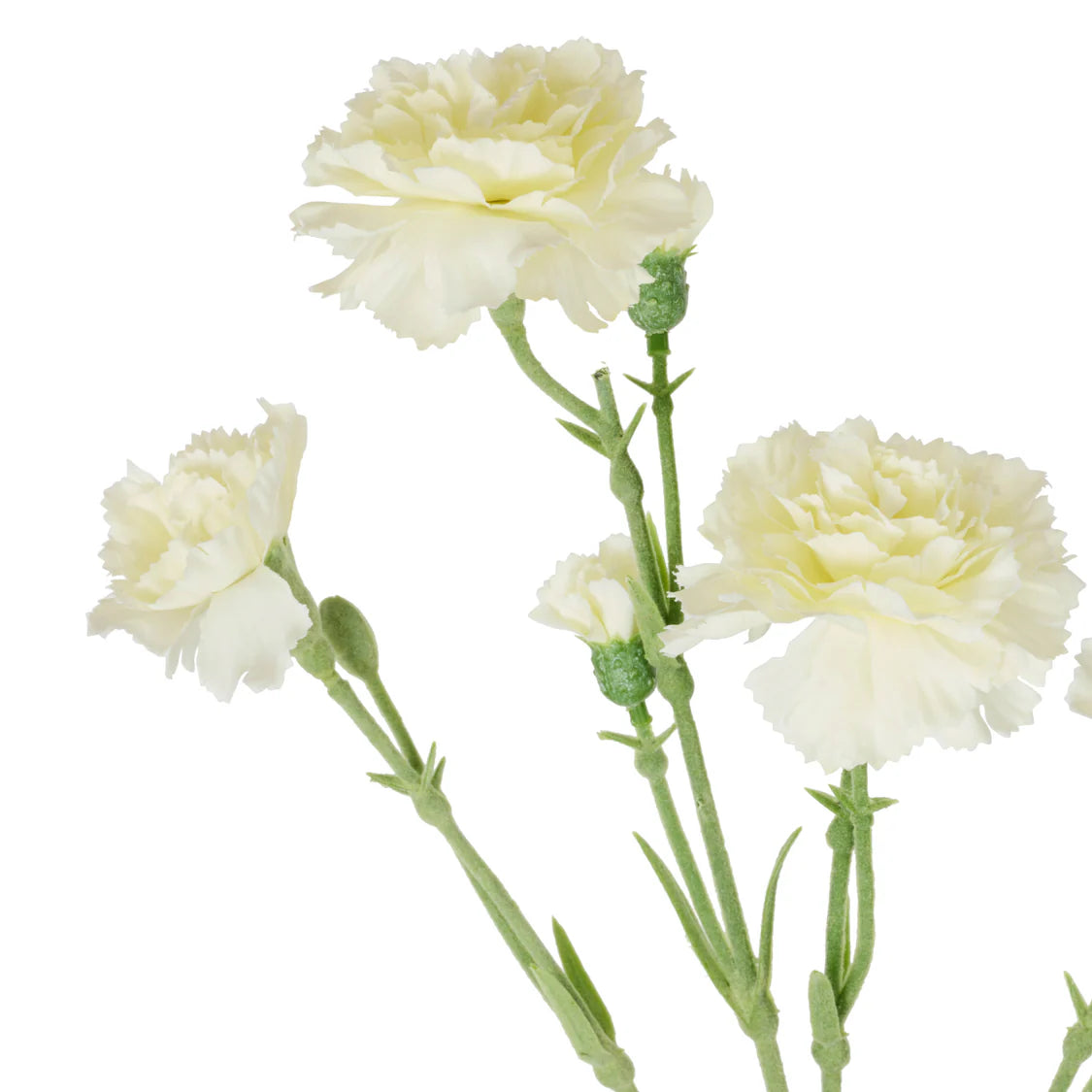 Rogue Carnation Spray - Ivory
