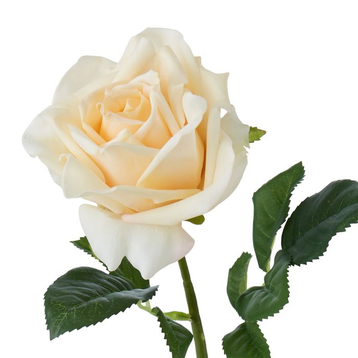 Rogue Candice Rose - Champagne