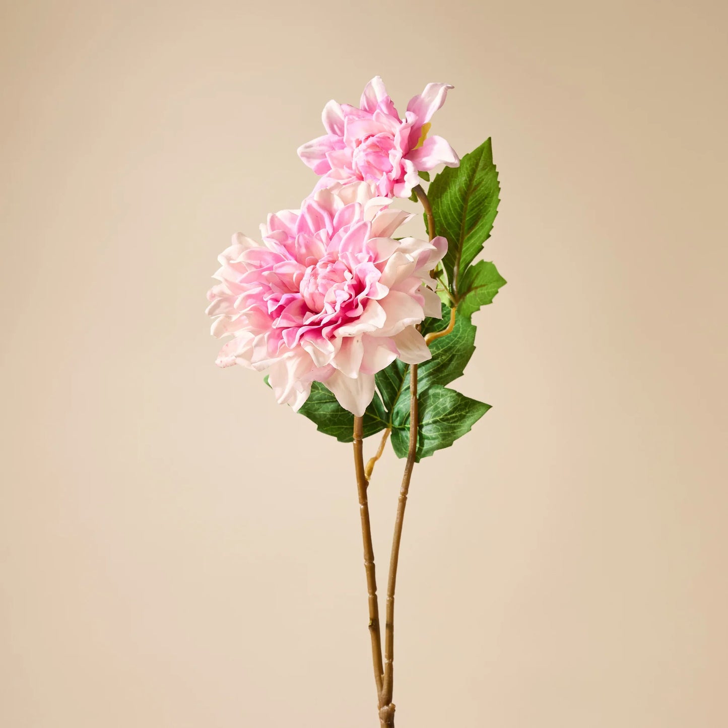 Rogue Dahlia Bud Stem