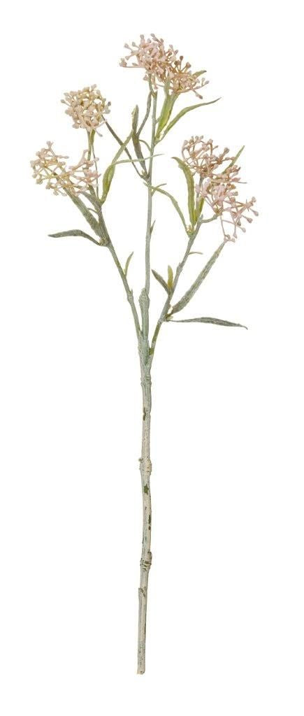 Rogue Eupatorium Pick - Pink