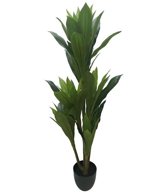 Life Botanic Draceana 130CM