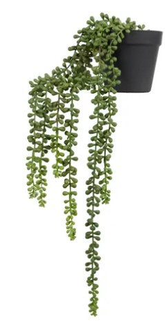 Life Botanic String of Pearls 55cm in Pot 13 x 11cm