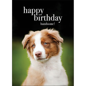 Affirmations Animal Series Cards