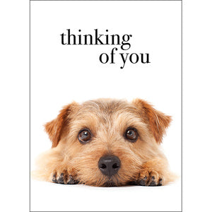 Affirmations Animal Series Cards