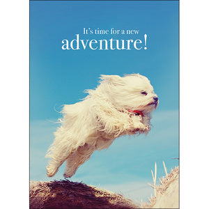 Affirmations Animal Series Cards