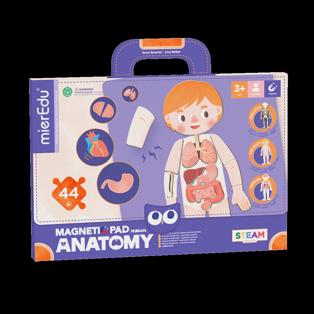mierEdu Magnetic Pad - Human Anatomy