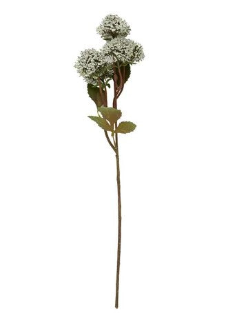 Life Botanic Sedum Stem 60cm Cream