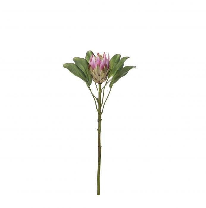 Rogue Grand King Protea Stem Pink 25x25x52cm