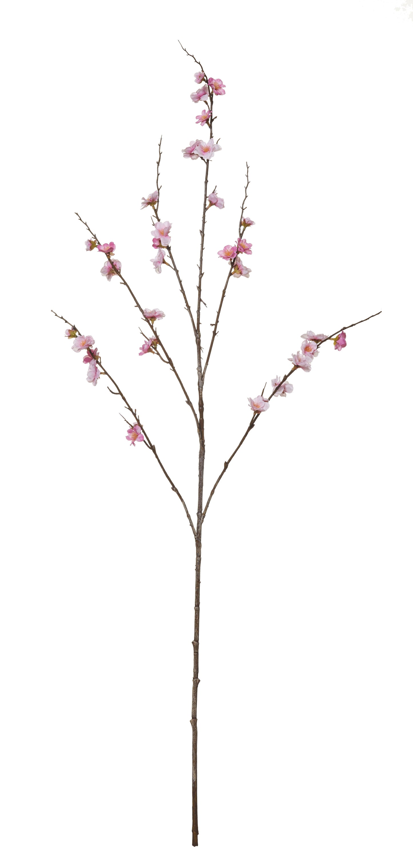 Rogue Peach Blossom
