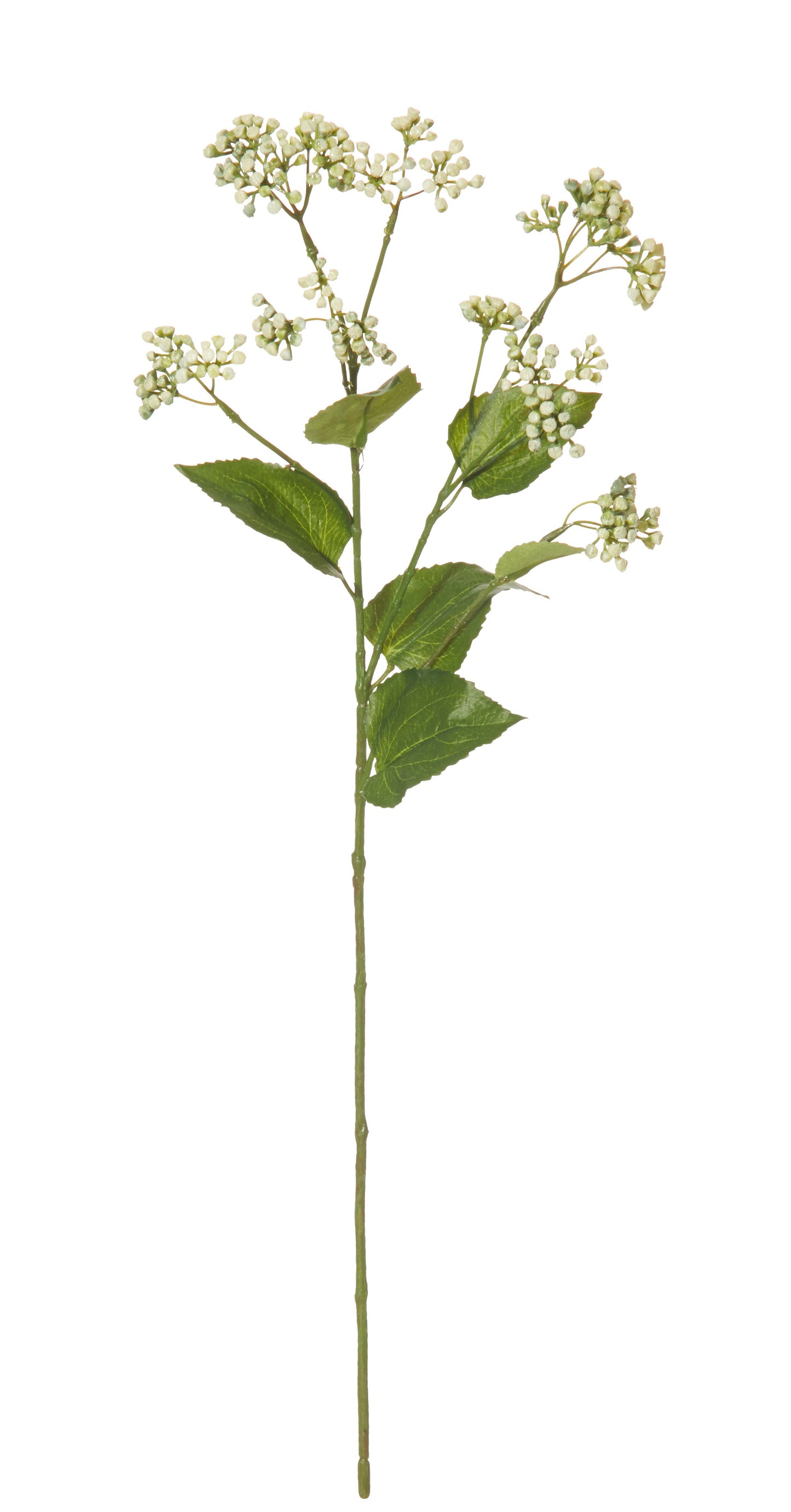 Rogue Eupatorium Spray - Green