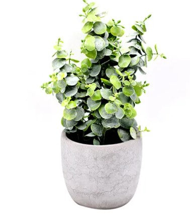 Life Botanic Eucalyptus Plant in Cement Pot 16x29cm