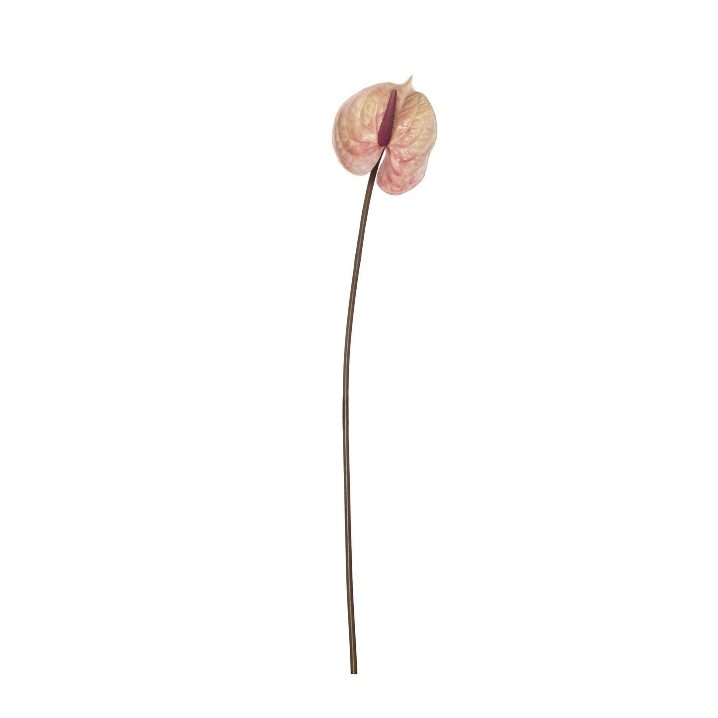 Rogue Anthurium Spray - Soft Pink