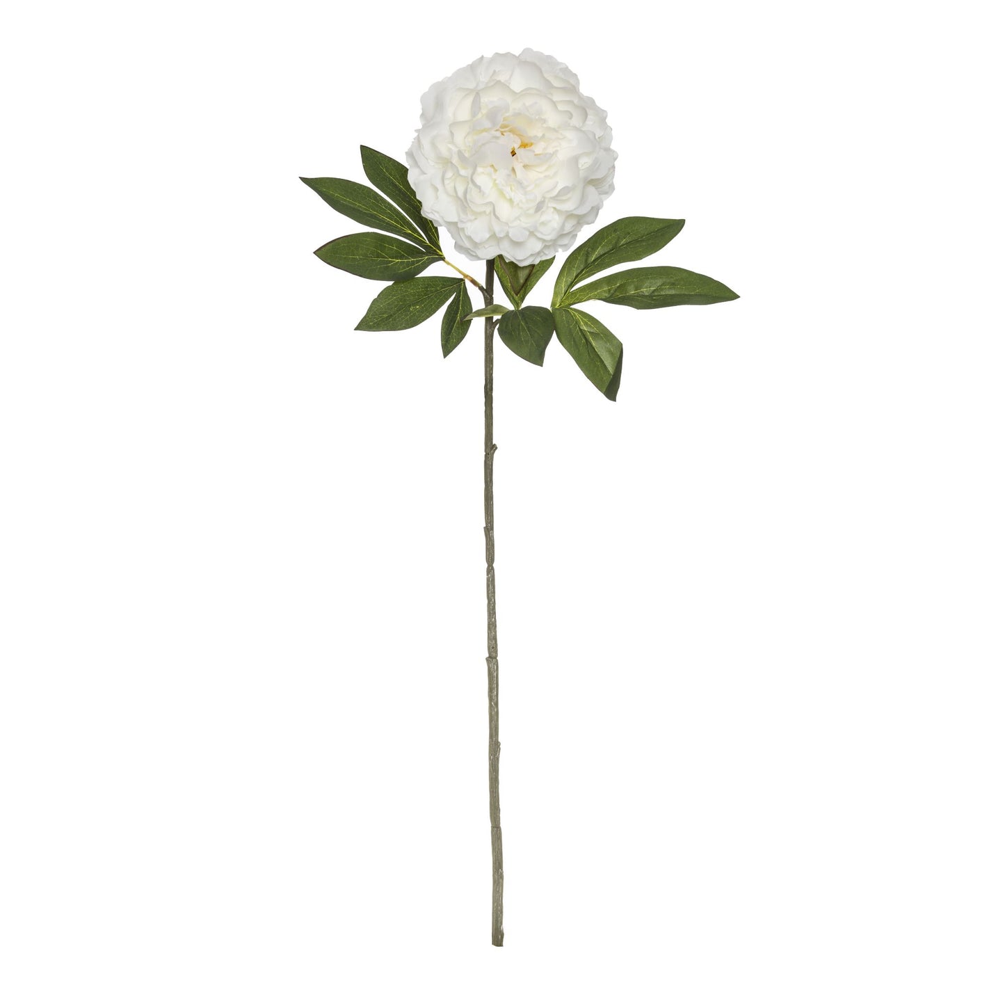 Rogue Heirloom Peony Stem - White