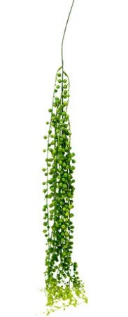 Life Botanica Hanging Ragworts Succulent