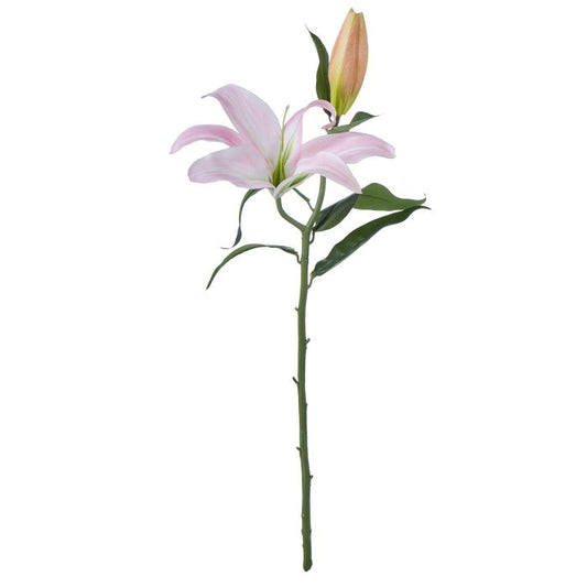 Rogue Casablanca Lily Soft Pink