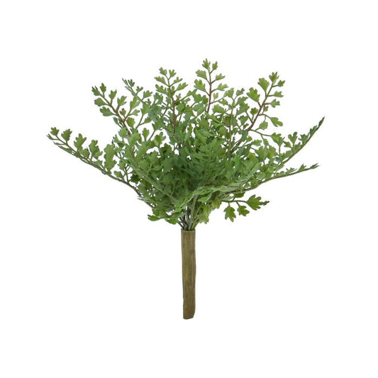 Rogue Maiden Hair Fern