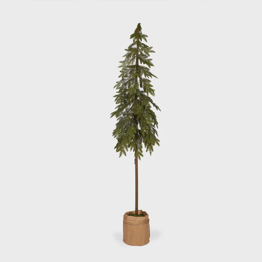 Holly & Ivy Potted Nordic Pine Tree 173CM