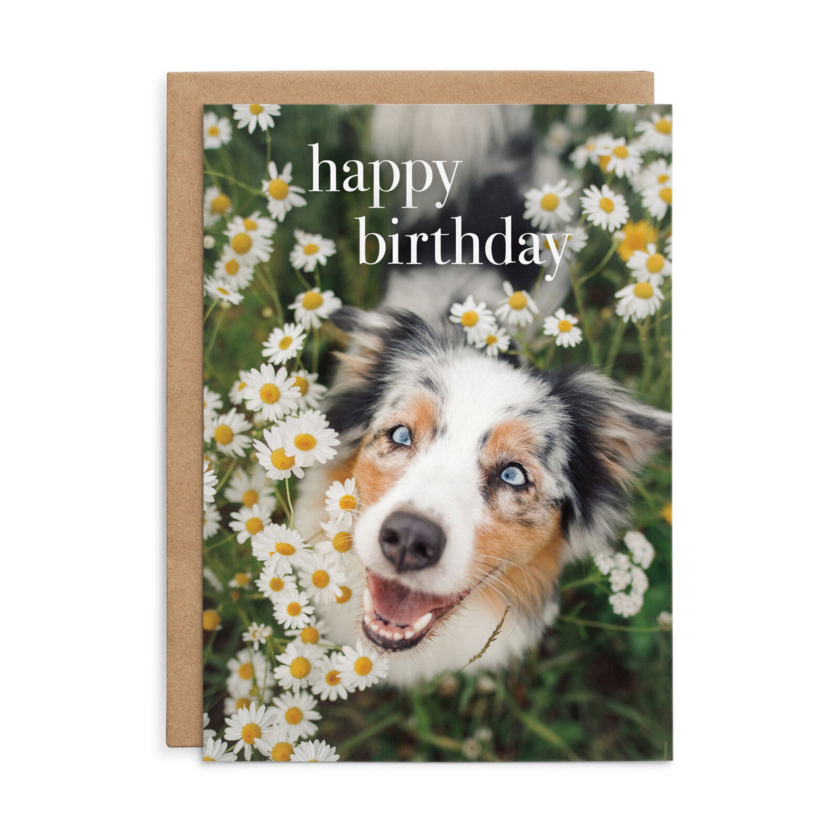 Affirmations Animal Series Cards