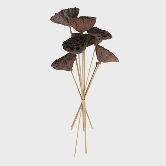 Life Botanic Lotus Pod Dried With Stem 55cm 8 Piece