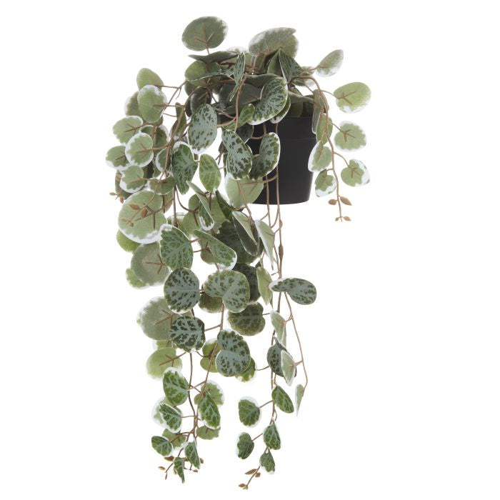 Rogue String of Hearts Pot Plant