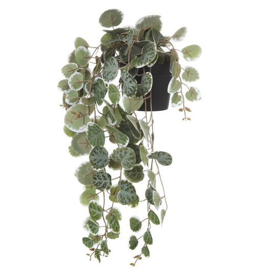 Rogue String of Hearts Pot Plant