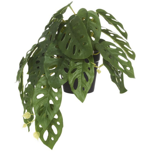 Rogue Monstera Adansonii 26x22x17 CM Green