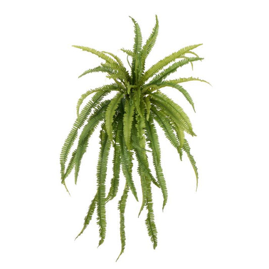 Rogue Boston Wall Fern