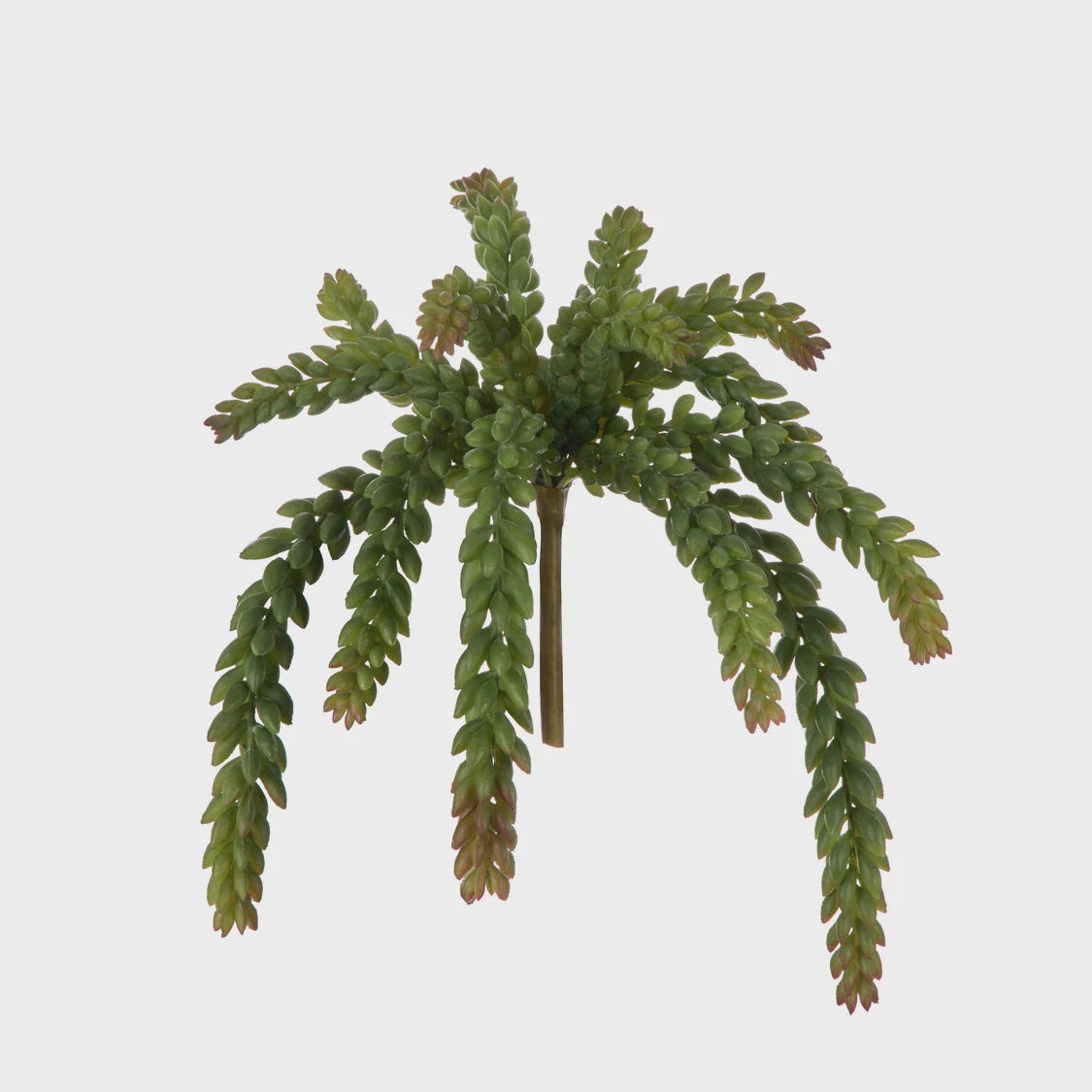 Rogue Burros Tall Succulent