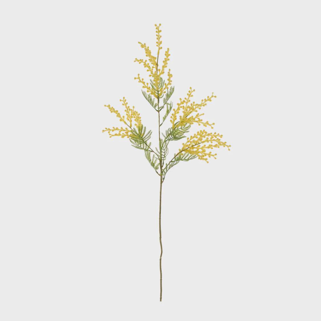 Rogue Wattle Spray - Yellow