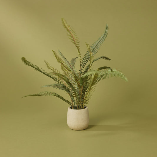 Rogue Boston Fern Pot