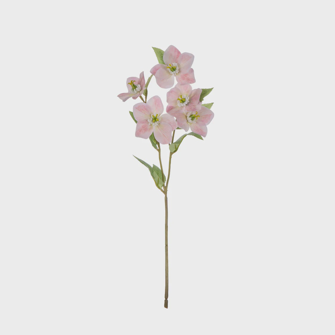 Rogue Helleborus Spray - Pink