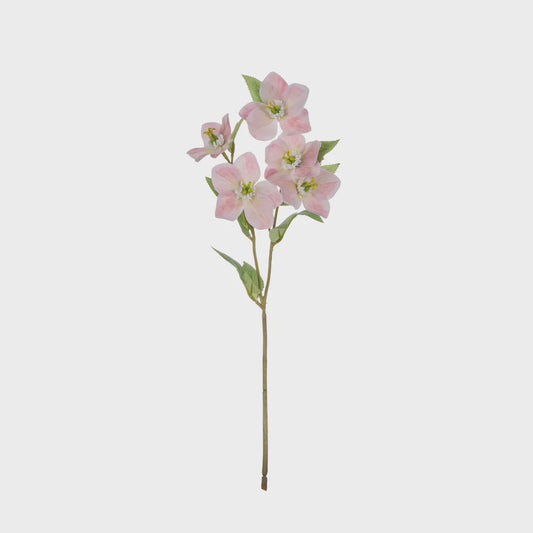 Rogue Helleborus Spray - Pink