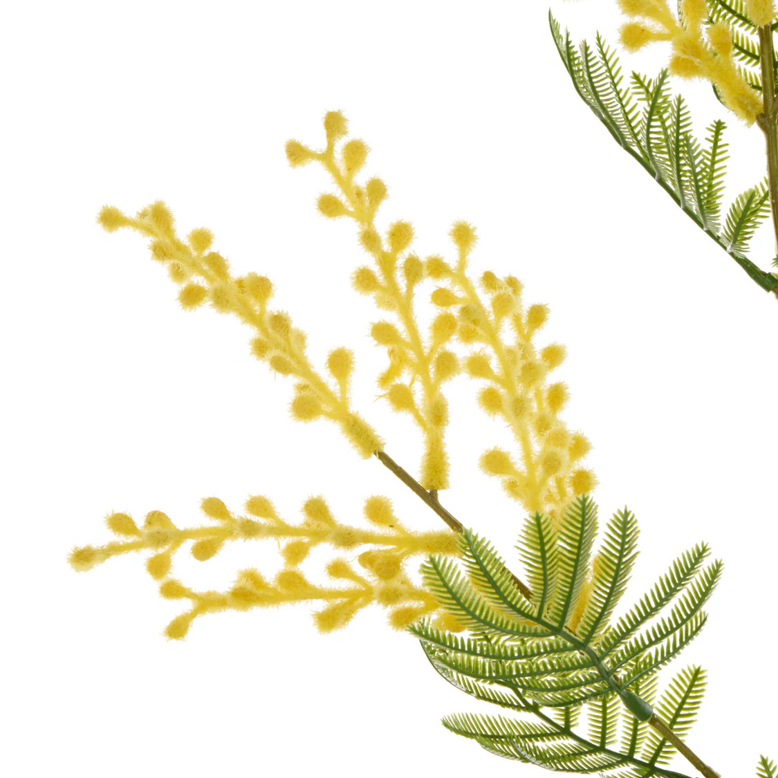 Rogue Wattle Spray - Yellow