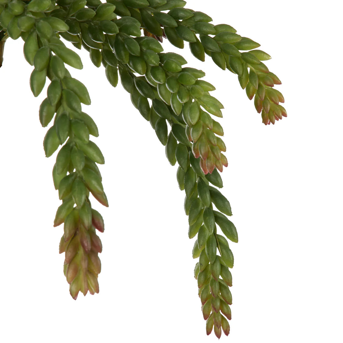 Rogue Burros Tall Succulent