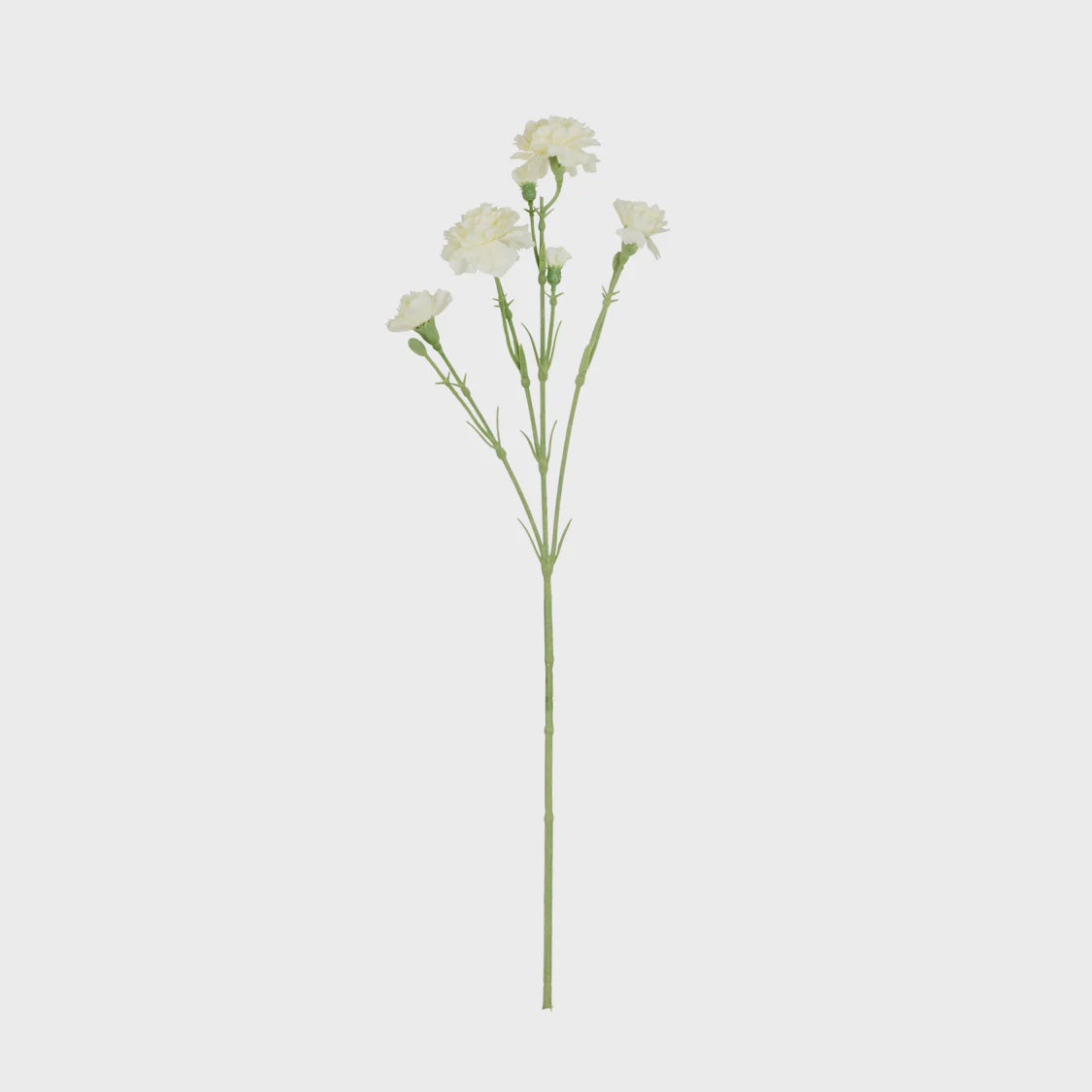 Rogue Carnation Spray - Ivory