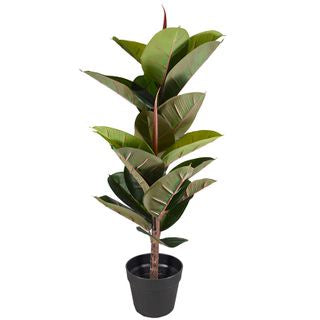 Life Botanic Rubber Tree - 80cm