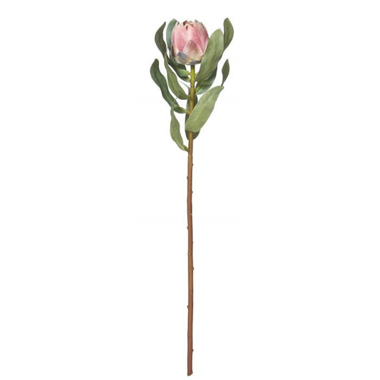 Rogue Protea Stem - Pink