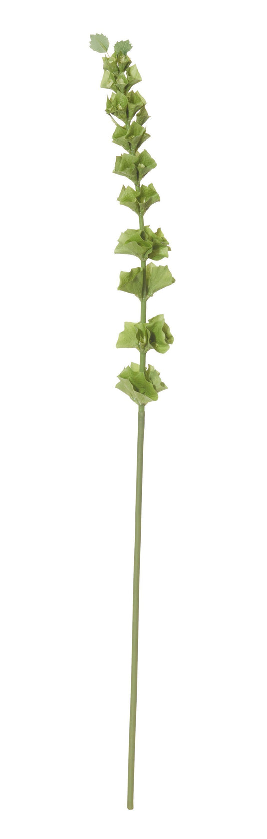 Rogue Bells of Ireland Stem Green 86cm