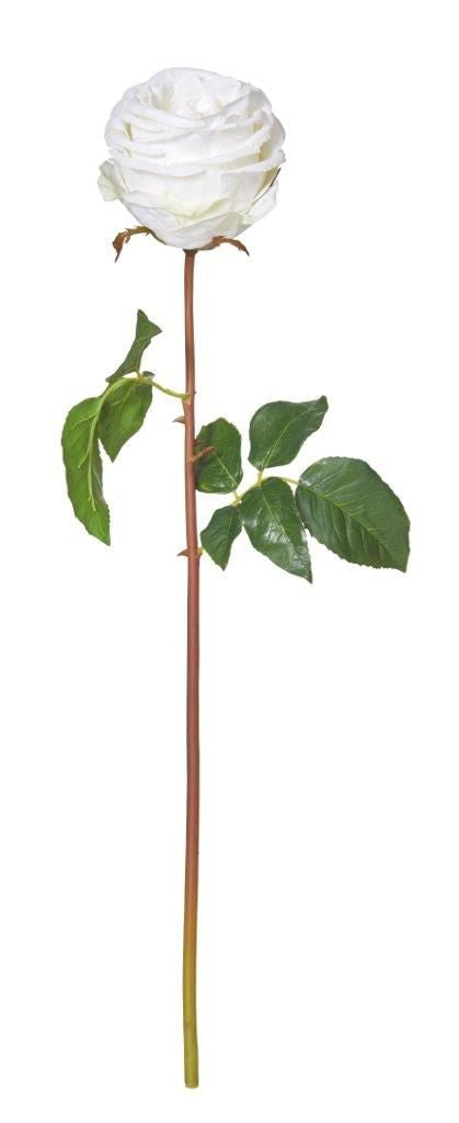 Rogue Ecuadorian Rose Stem - White 56cm