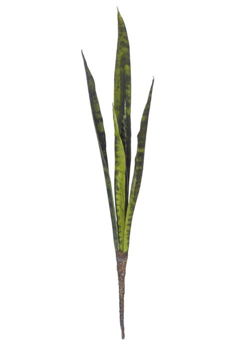 Rogue Sanseveria Green 17x58cm
